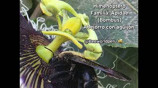 Abejorro con aguijón (Bombus) Himenóptero, cubierto de polen. #polinizador #mielnativa #Polen #abeja