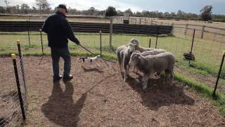 Border Collie 12 week old pup sees sheep for the first time.