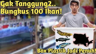 Gila Bawa Pulang 100 Ikan Predator Terbaik Langsung Dari Tempat Nya