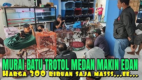 Tambah Gila !!! Murai batu di obral 300 rb - 450 rb