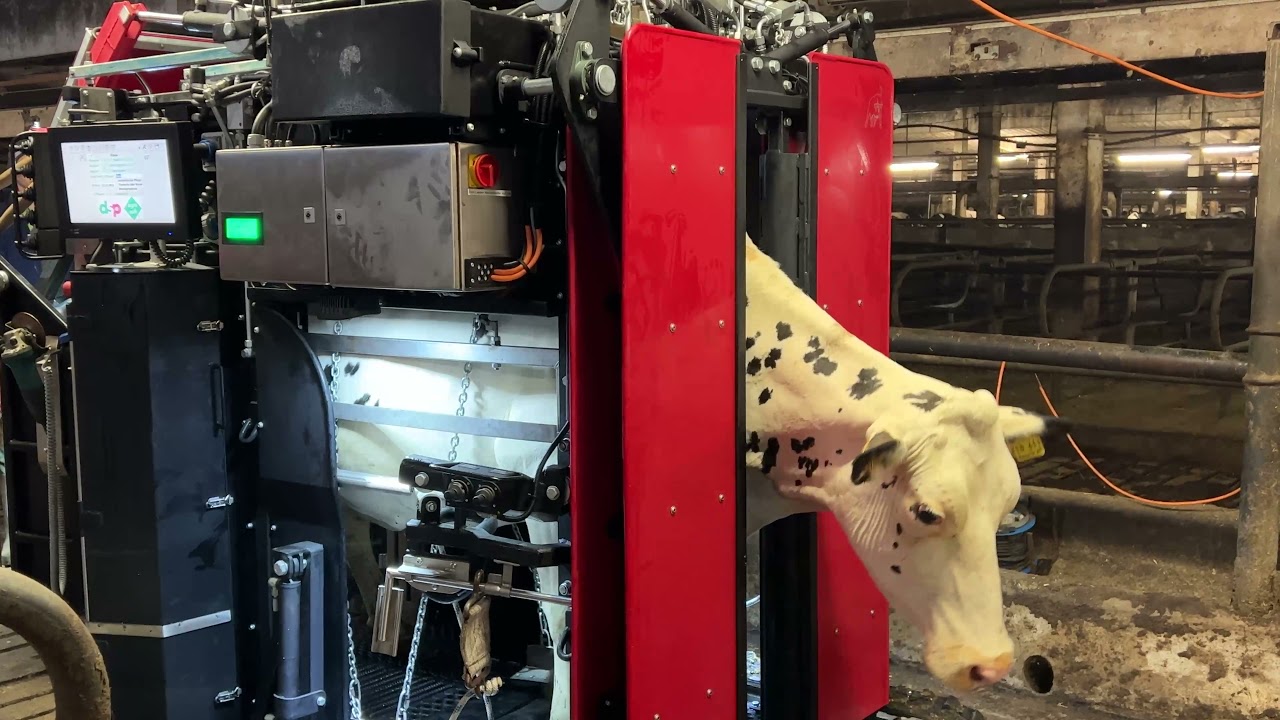 Hydraulischer Klauenpflegestand HY600RT - Klauenstand mit Raupenlaufwerk und Lastenausgleich