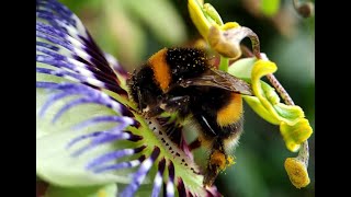30 minutes of bees in slow motion on a passion flower