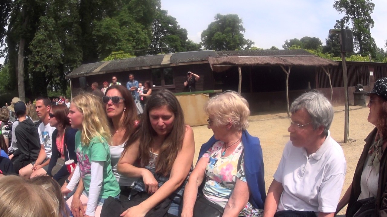 Pairi Daiza 21 05 2017 Le show des rapaces