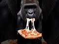 Gorilla Cheese Pull Pizza 🧀🍕