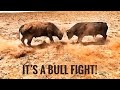 A BULL FIGHT | PASTURE ROPING A CALF ON A FILLY | #COWBOYCULTURE