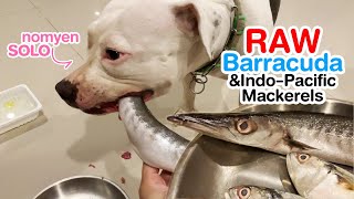 Nomyen The Pit Bull Solo Eats Raw Barracuda Fish & Indo Pacific Mackerels Asmr Barf Mukbang