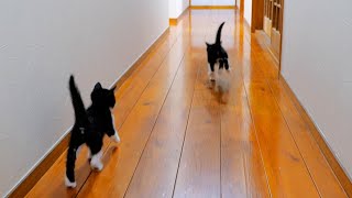 Kittens running around the house and playing look like they're having fun