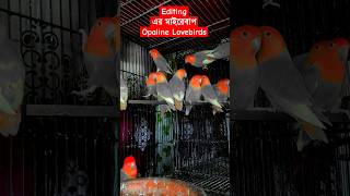 অফালাইন Lovebirds #shorts #birds #lovebirds #perrot #viral #tiya_pakhi #cute #cartoon #youtubeshorts