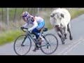 15 Times Animals Chased Cyclists