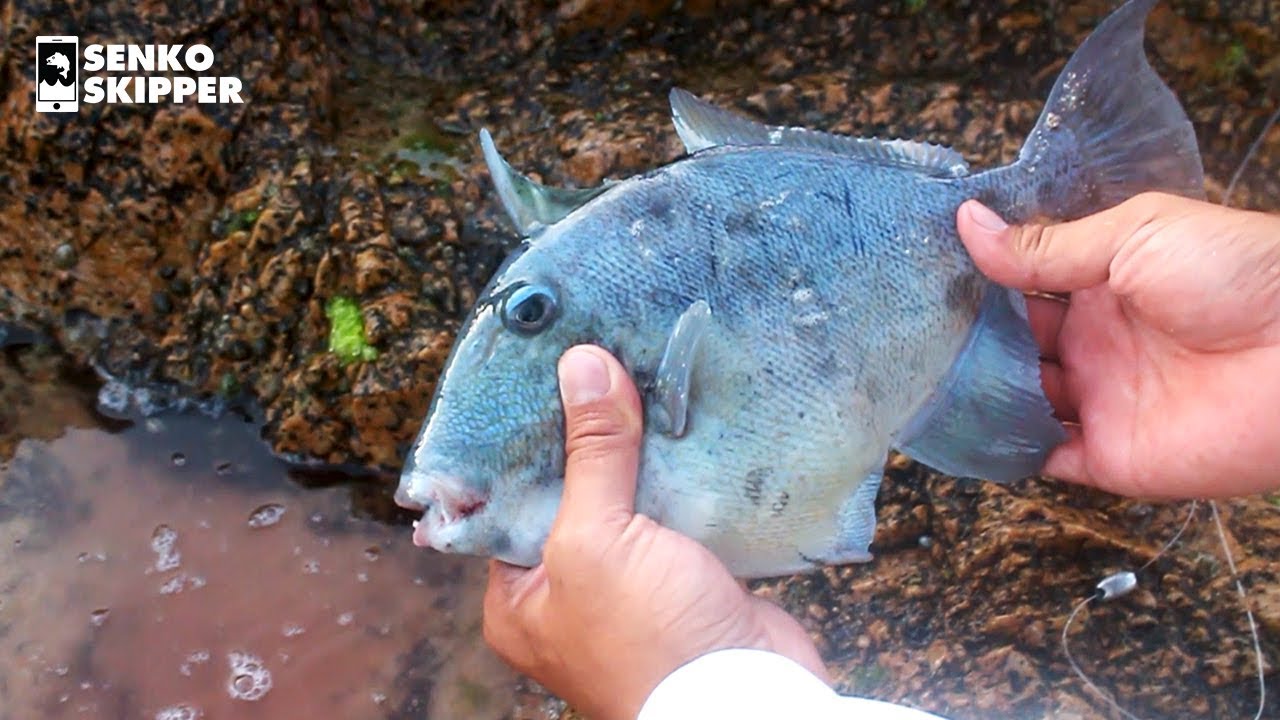 Desert Surf Fishing Catch and Cook with Local Family! (Pt 3) YouTube