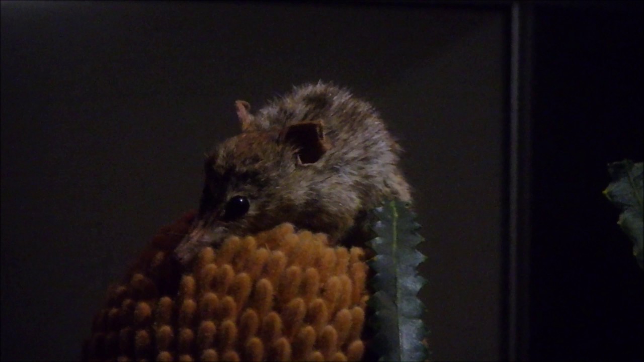 Honey Possum with Mike Newton