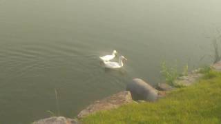 ducks swim in the sun 20160518 174053