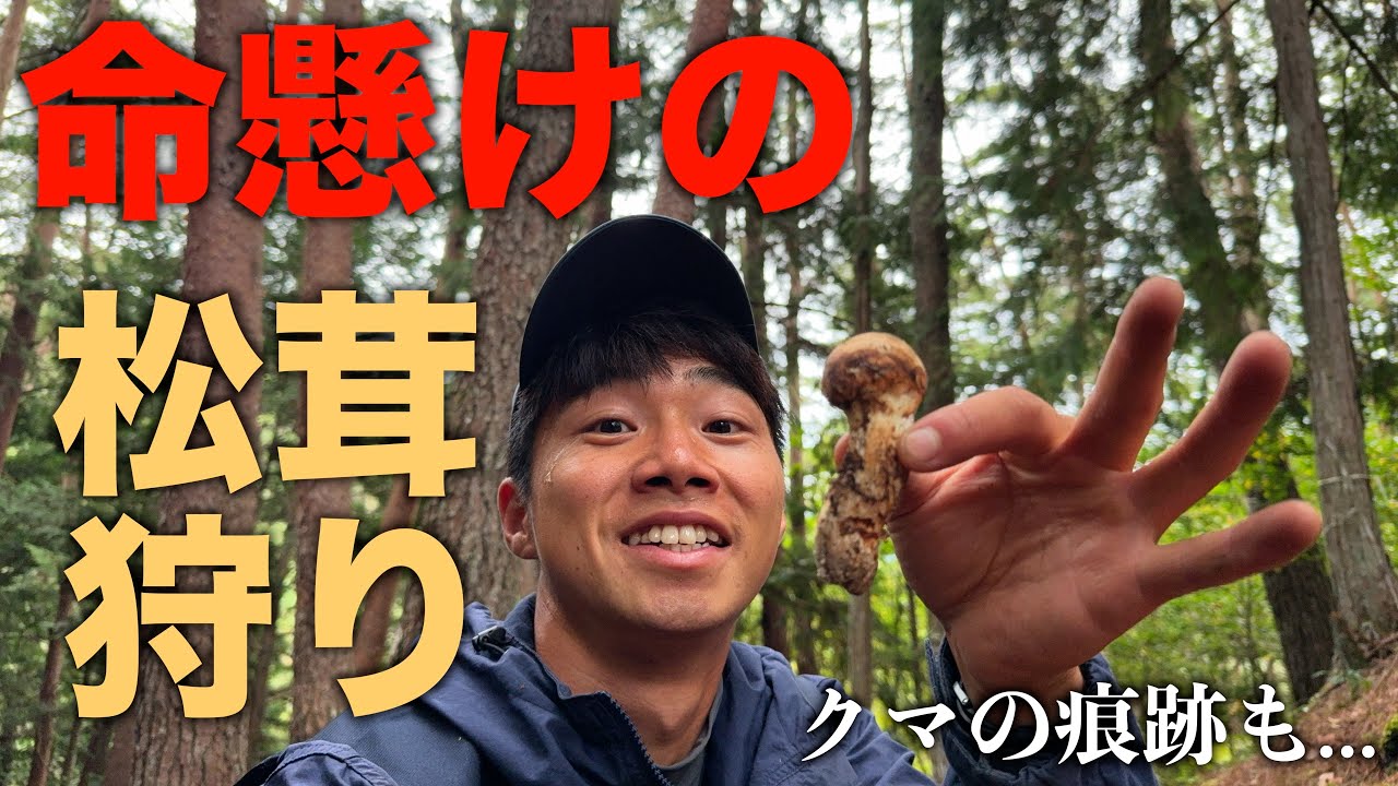 【命懸け】今年初の松茸が獲れました！