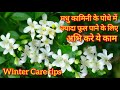 How to care of madhu kamini plant more flowring  winter care tips jyada flowring k liye ye kam karo