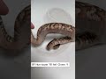 BP Hurricane YB het Clown ♀ / ブラックパステル ハリケーン イエローベリー ヘテロ クラウン | 個体紹介 #ボールパイソン #ballpython