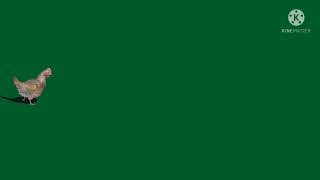 Green Screen Hen Green Screen Video Green Screen Animal