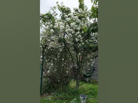 Розовое дерево - YouTube