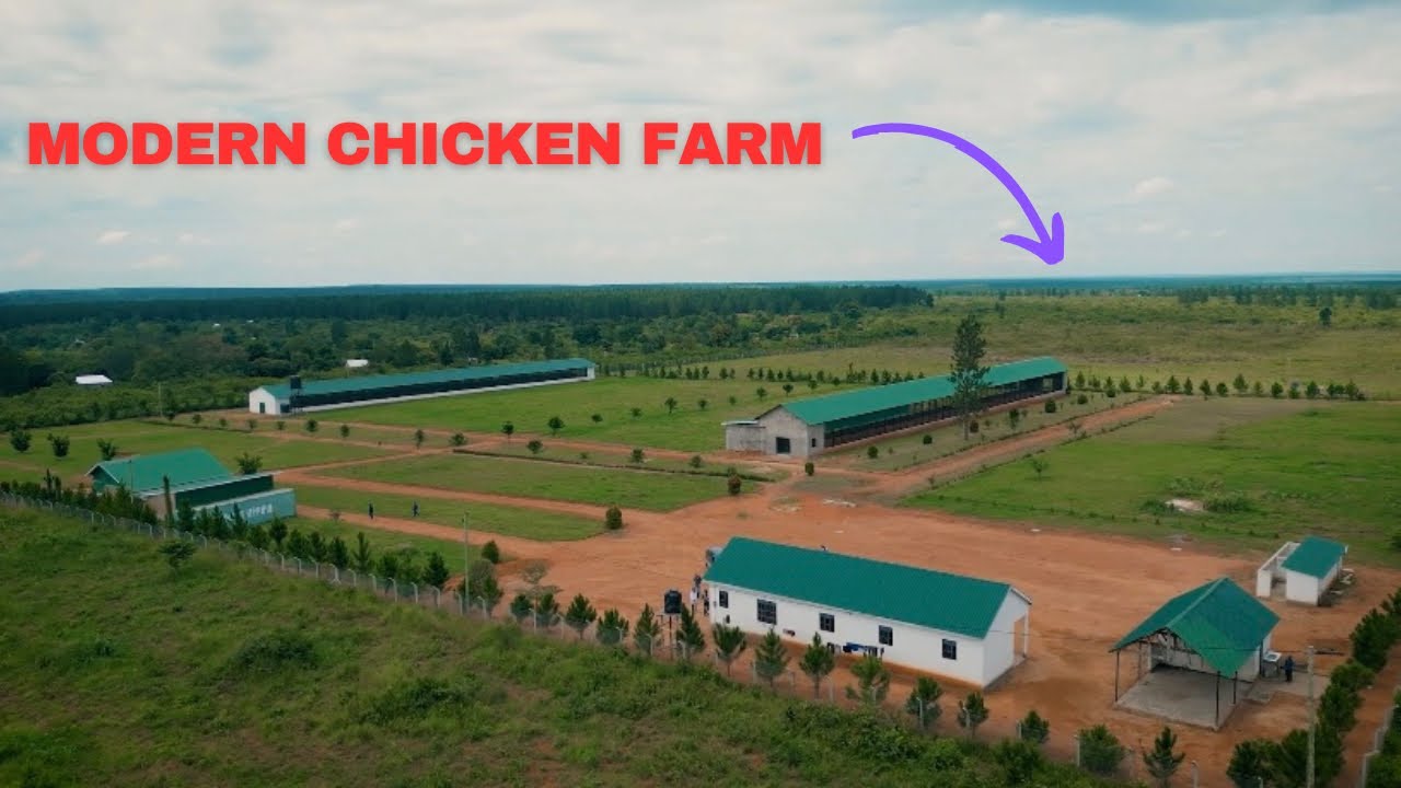 Why HELLMANN Is Taking Over Modern Poultry Farming in Africa - YouTube