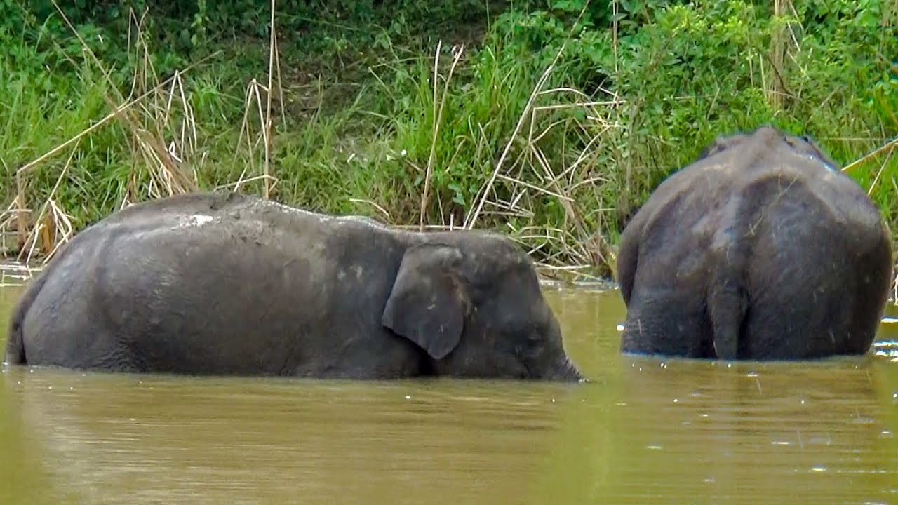 Badly injured trunk of a poor elephant | Helping hand to poor Baby elephant