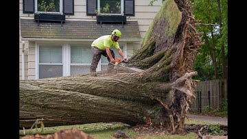 Cutting a Huge Tree Stump Off a Fallen Tree After a Storm | Independent Tree, Northeast Ohio