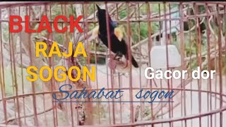 Sogon Dada Hitam Gacor Dormewah Dan Figter kicaumania sogonmaniasogonmaluku