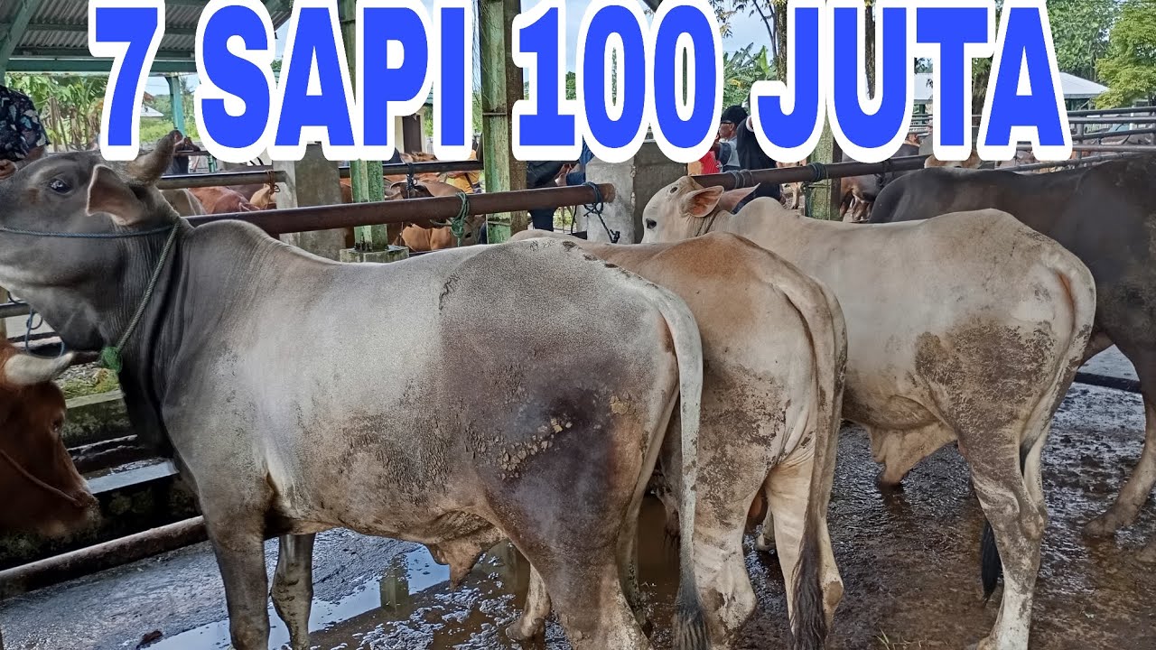 7 SAPI HARGA 100 JUTA DI PASAR HEWAN PELAIHARI TANAH LAUT - YouTube
