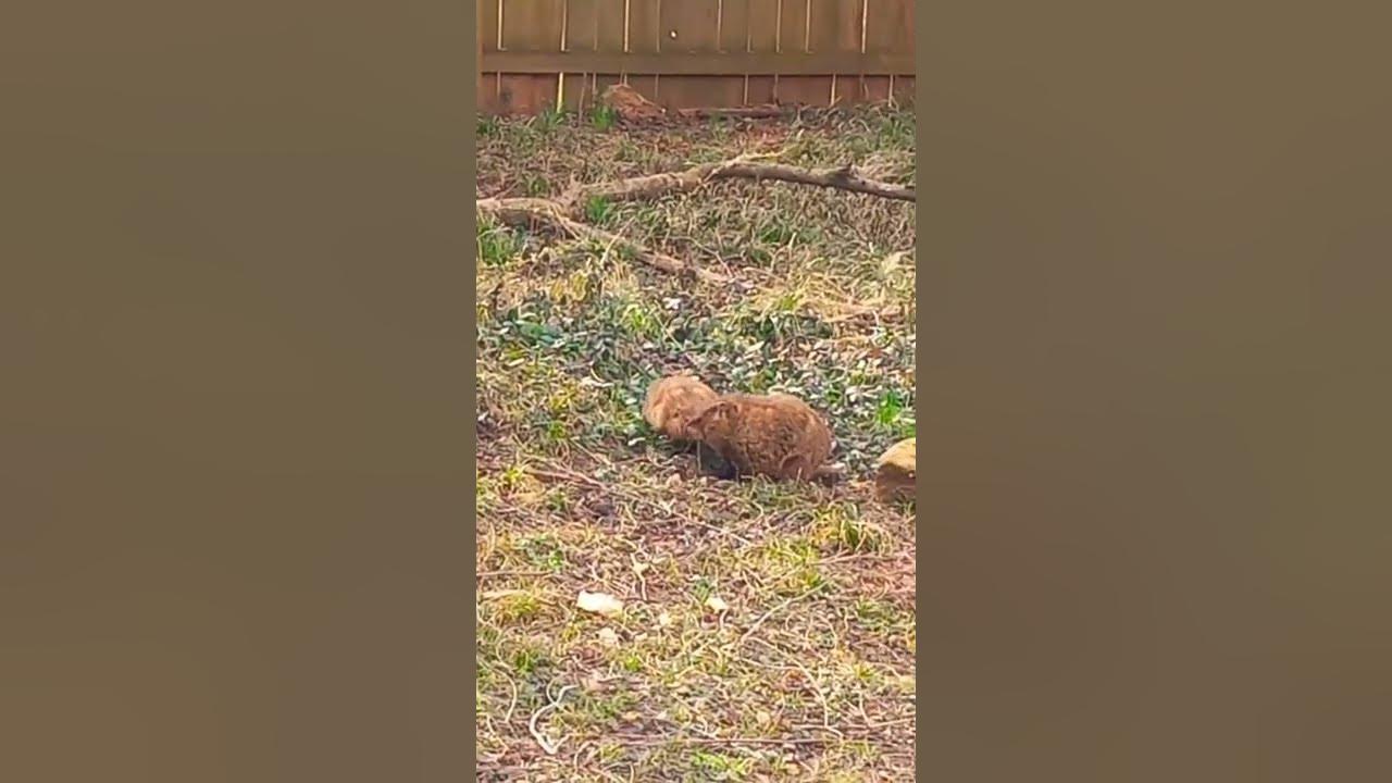 Groundhogs Come Out Of Den For Bananas - YouTube