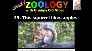 This squirrel likes apples (Crazy Zoology 79 with Grumpy Old Grouch)