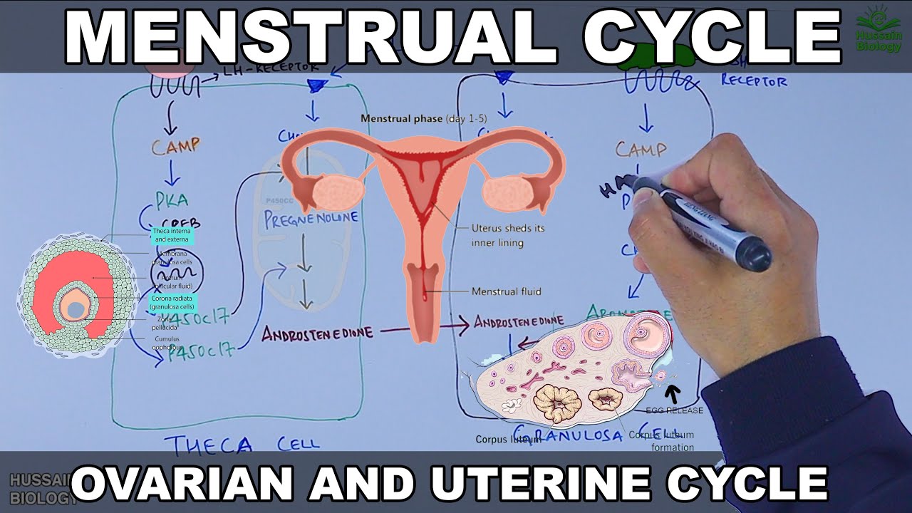 Менструальный цикл | Яичниковый и маточный цикл