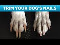 How to Cut Your Dog's Nails at Home STEP BY STEP AND TIPS