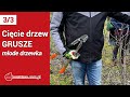 Cięcie drzew grusz - młode nasadzenia [Robert Binkiewicz - Agrosimex]