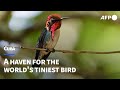 In Cuba A Man S Garden Turned Sanctuary For The World S Smallest Bird AFP mp3