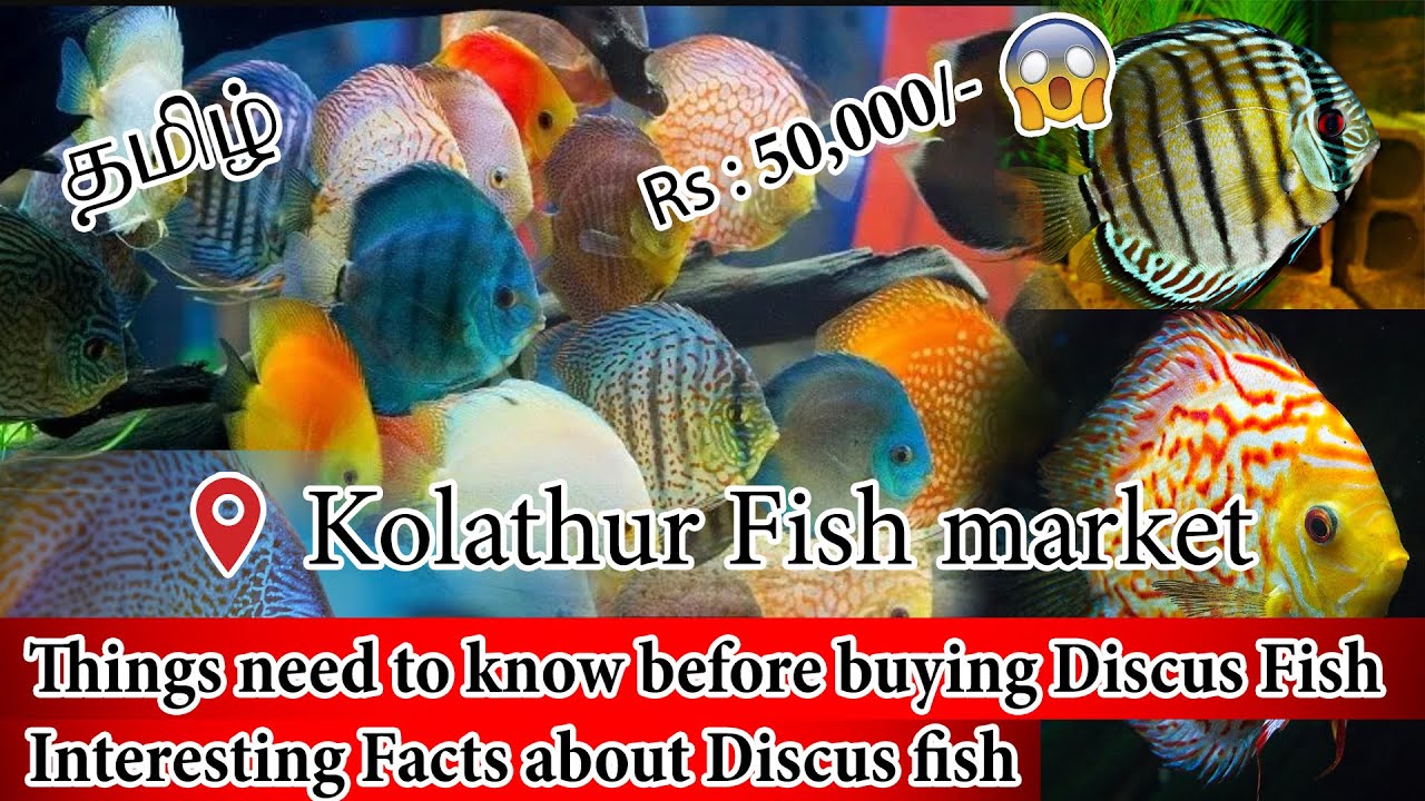 discus fish price in kolathur