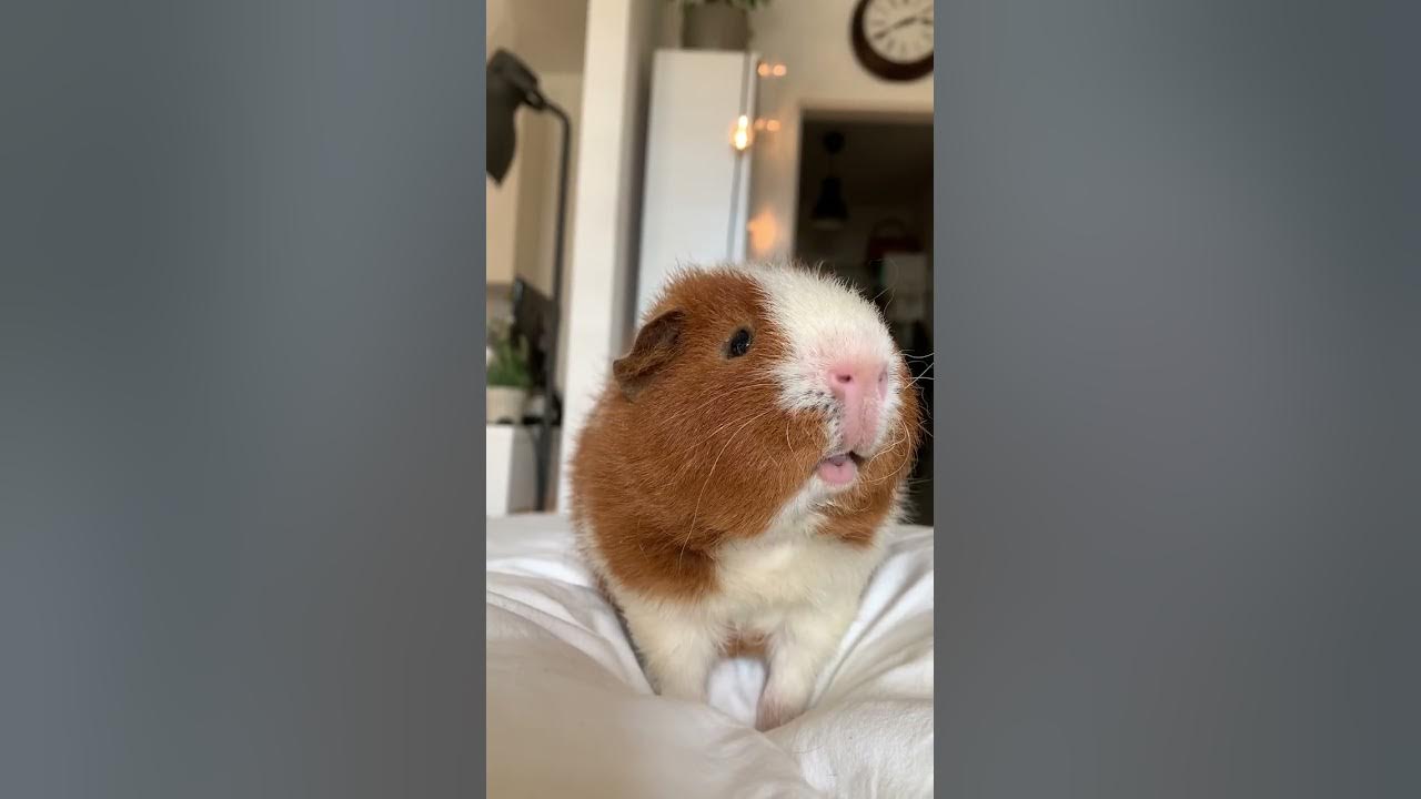 A squeaky guinea pig Hello!!! A squeaky guinea pig Hello!!!