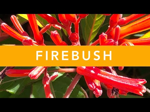 วีดีโอ: Firebush คืออะไร: เรียนรู้เกี่ยวกับการดูแลพืช Hamelia Firebush