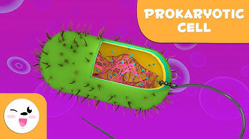 Prokaryotic cells and their parts - Natural Science - Educational video for kids