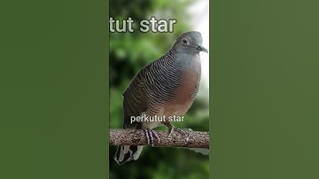 THE BEST Perkutut Lokal gacor di alam #perkutut #perkututsuaramerdu #birds #burung #kicaumania