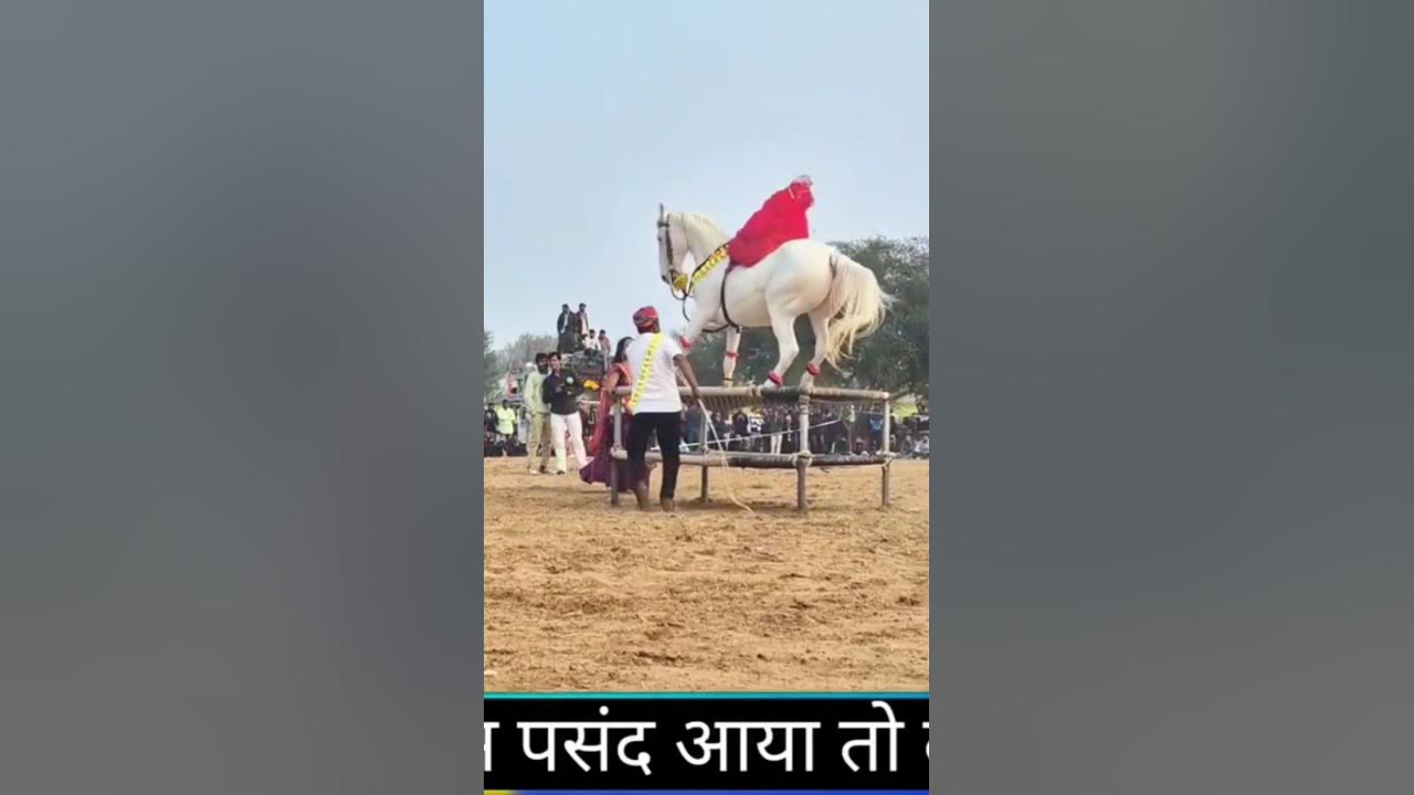 Amezing π horse π dance video #dj #song #sad #love #horse #horsetrancedance #horsetrack Amezing π horse π dance video #dj #song #sad #love #horse #horsetrancedance #horsetrack