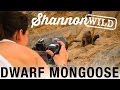 Shannon Wild photographing Dwarf Mongoose