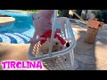 Peppa Pig y su HAMSTER se lanzan por la tirolina de la piscina | Vídeos de Peppa Pig en español