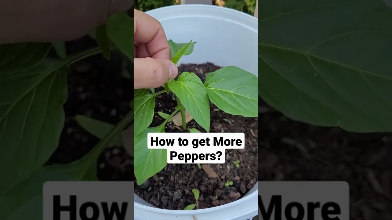 Produce More Peppers Prune Get Grow Pepper Plant Care Shorts
