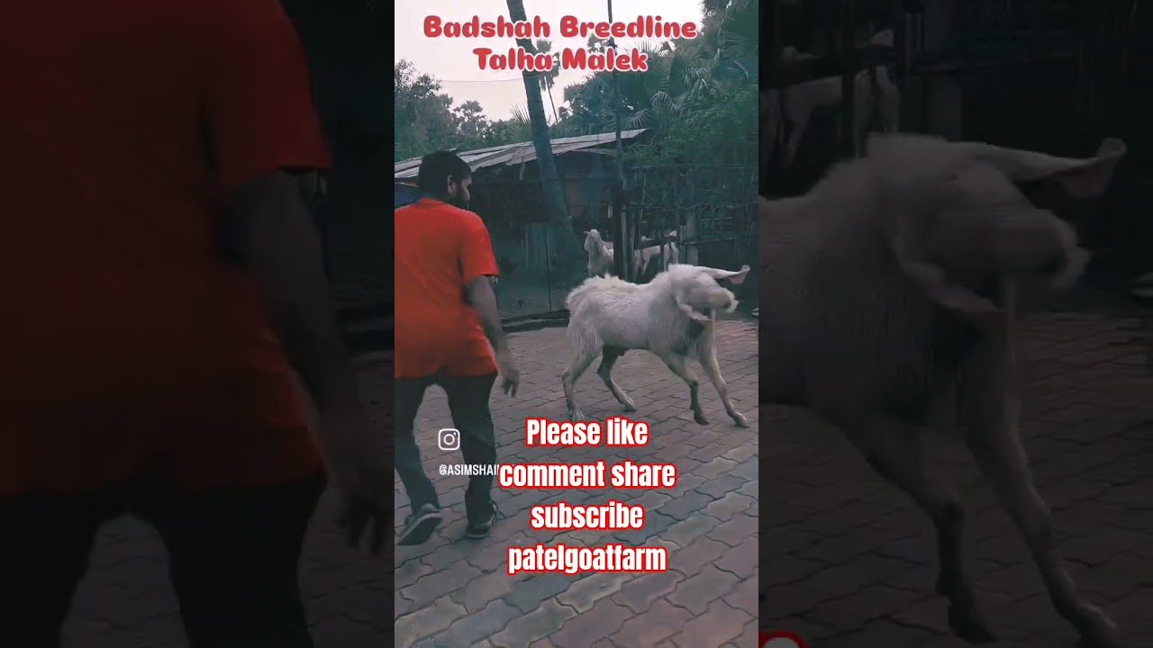 please like comment share subscribe patelgoatfarm 
