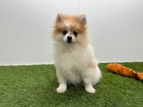 Video Miniature Spitz