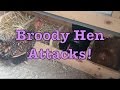 Broody Hen Attacks!