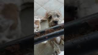 Zypernhunde Flux, Kenny Und Peaches