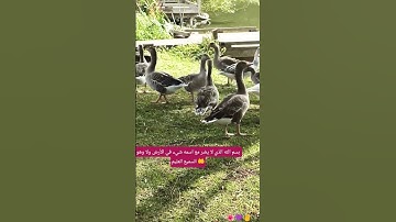 لا تترك أذكار الصباح والمساء 👂👂#صلوا_على_النبي #اكسبلور