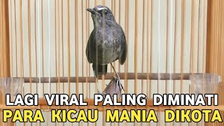 Download lagu PALING DIMINATI || GAK PERLU BELI WAMBI KALO SUDAH PUNYA BURUNG GACOR SATU INI MERDU MURAH