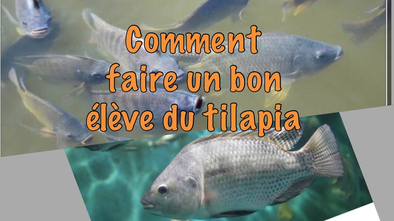 Agribusiness comment faire l’élevage de poissons ou la pisciculture