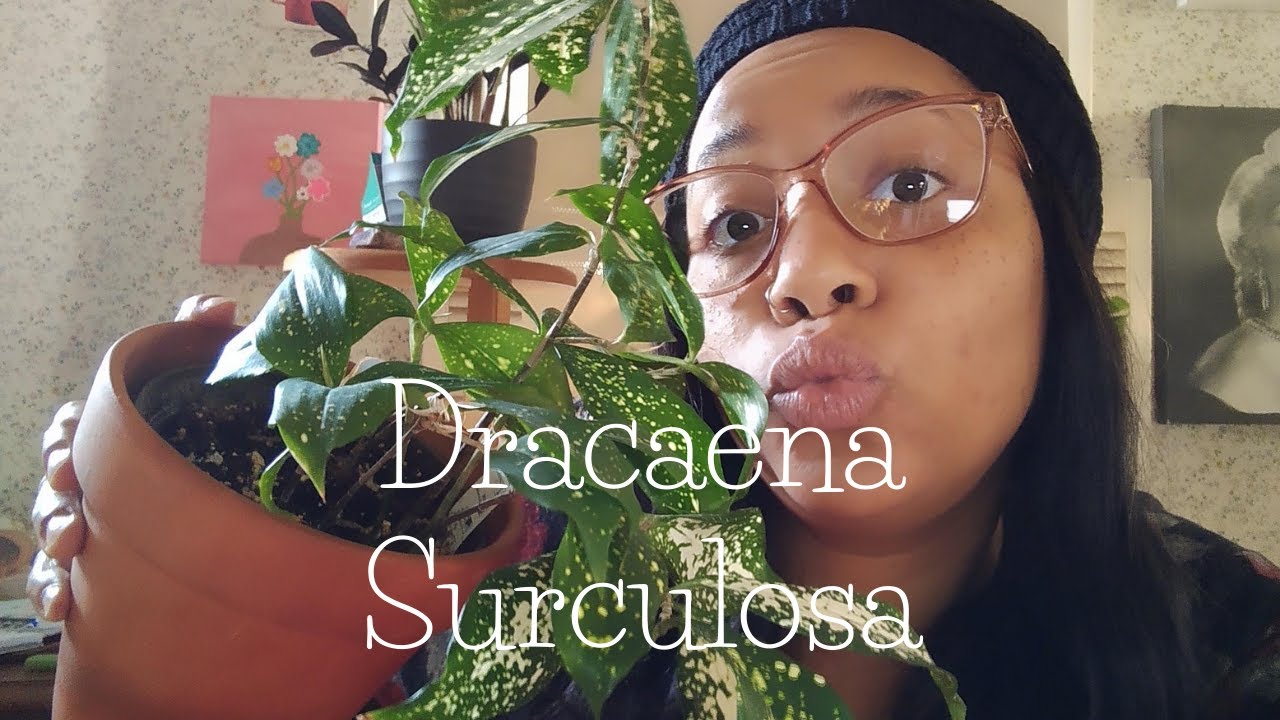Dracaena Surculosa aka Florida Beauty/ Chit Chat Episode 2