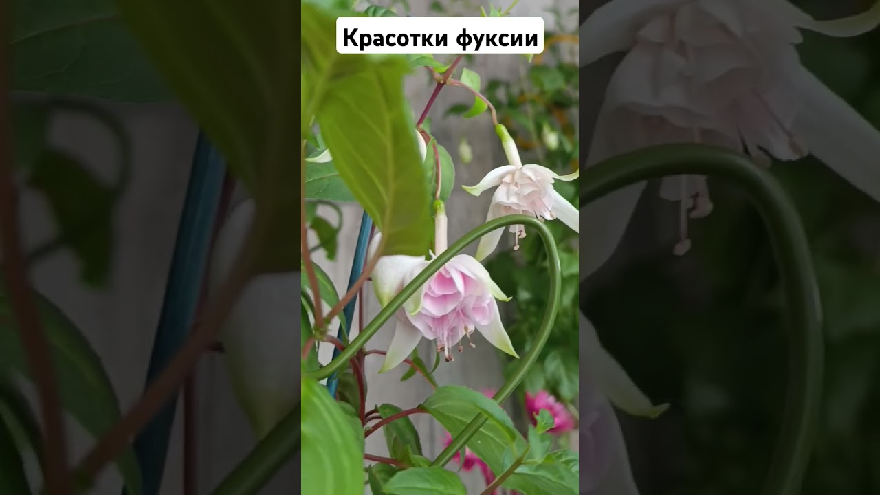 Фуксия -очаровашка 